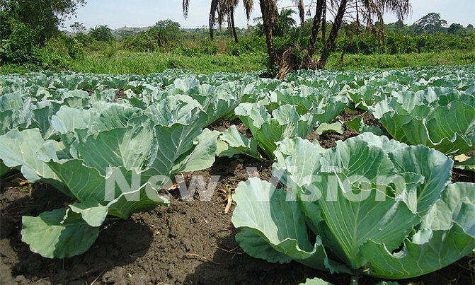 Vegetables the new money market for Nakaseke, Luwero Vegetables the new money market for Nakaseke, Luwero