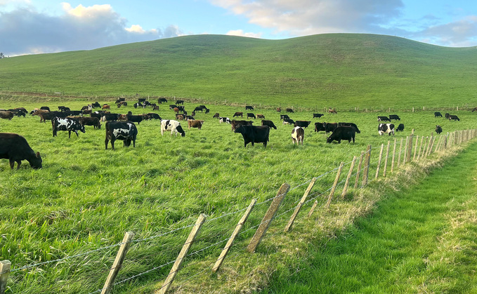 New Zealand dairying: Low cost milking system to pay off debt