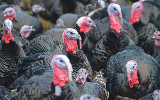 Turkey farmers prepare for bird flu as industry enters key period