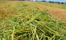 Cut or baled hay that contains toxic ryegrass will remain toxic and should not be fed to livestock. 