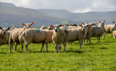 Theft of 40 sheep leaves farmer £5,400 out of pocket