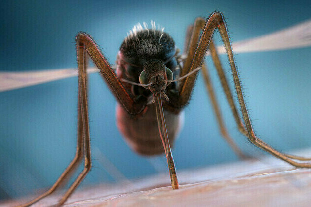 Mystery illness in DR Congo could be malaria  media