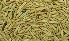 The demand outlook for oats is positive. 