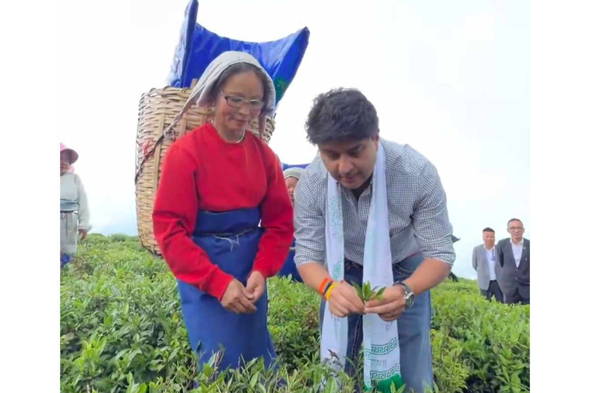 Union Minister Jyotiraditya Scindia plucks tea leaves, interacts with workers at Sikkim's Temi Tea Garden