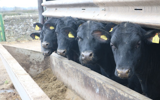 Including pulses in the diet has multiple benefits for beef finisher