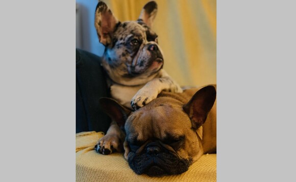 John harney edit dolly and margot two of the most lovely french bulldogs 580x358.jpg