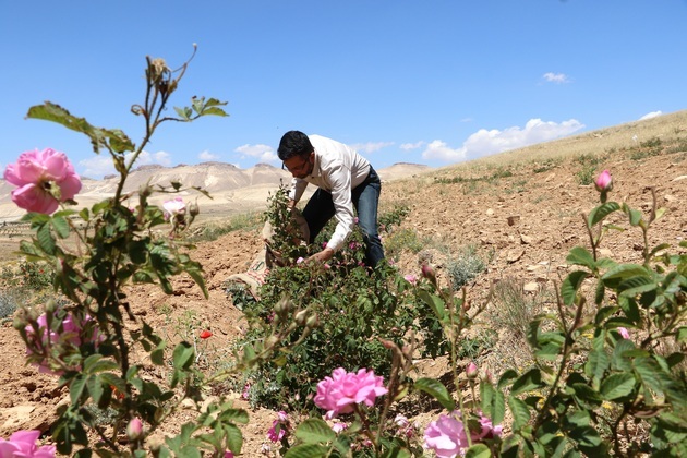 SYRIA-AL-MARAH-DAMASK-ROSE HARVEST