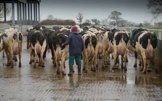 Why dairy farmers should be preventative hoof trimming 