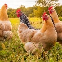 Alabama farm digesters show promise but leaks pose danger 