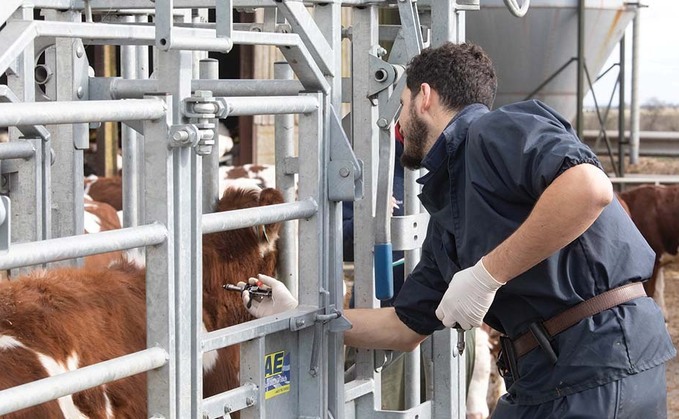 Understand cow behaviour to improve farm safety