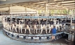 Pasture allocation could be key for more robotic milking
