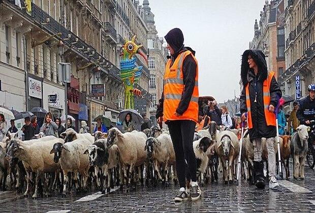 Sheep, goats cross downtown Madrid in echo of past tradition