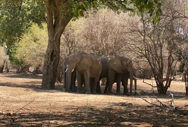 Zimbabwe NGO Sues Government Over Alleged Planned Export of Elephants