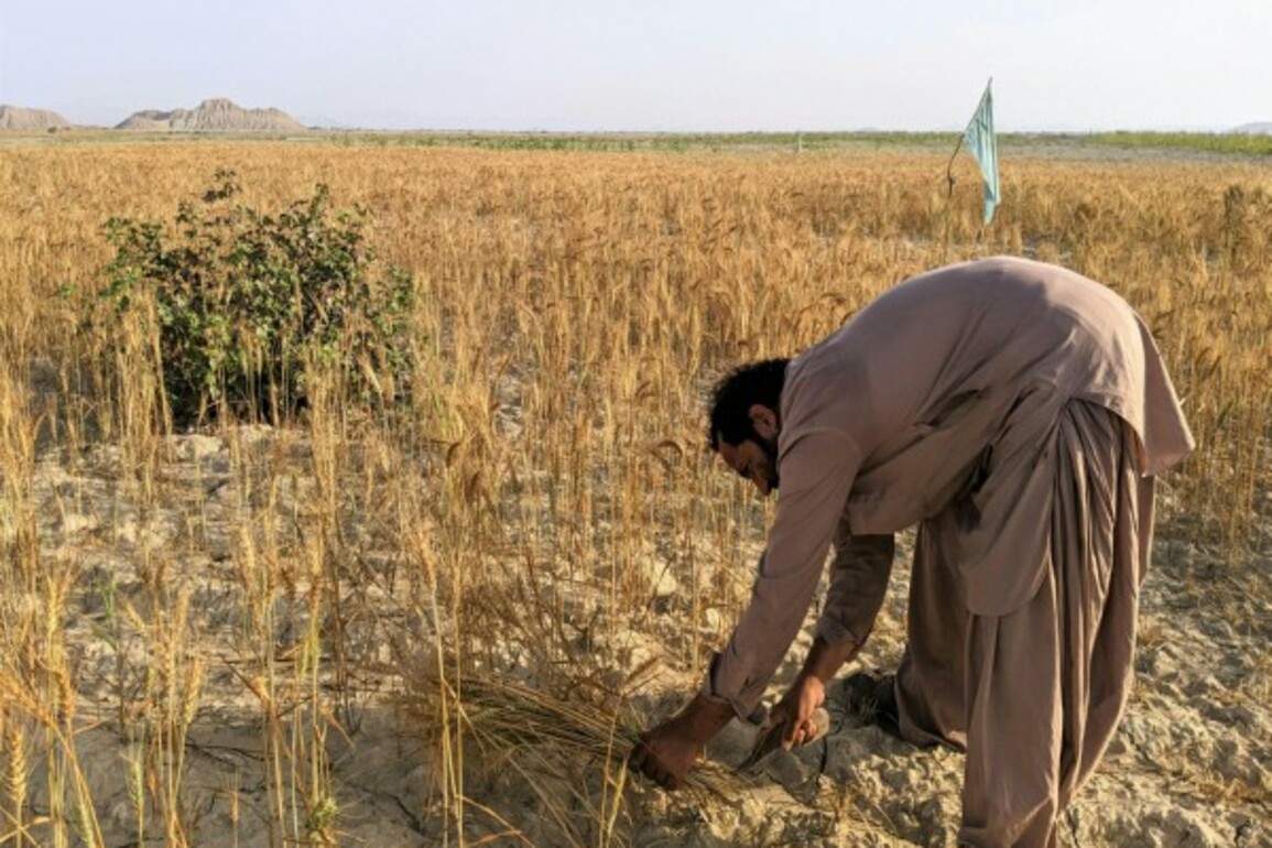Pakistan: Farmers across Punjab protest against low wheat prices, govt policies