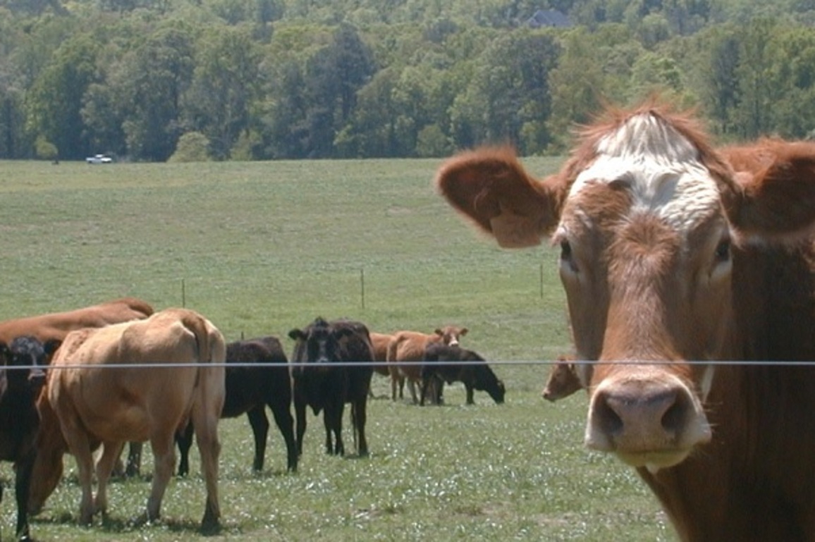Livestock farmers to receive emergency relief