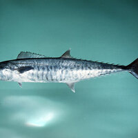 Environment Agency - Abu Dhabi documents second spawning season for kingfish in Abu Dhabi