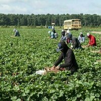Farm certification could make Canada's farms fairer for migrant workers