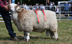 Welsh Mountain Hill takes championship on home turf at Merioneth 