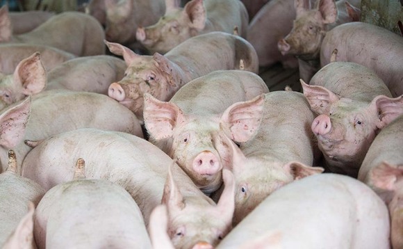 Scottish pig abattoir closes due to Covid-19 outbreak