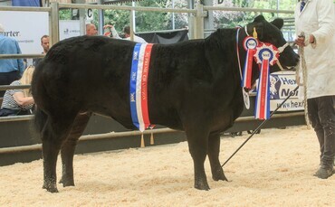 Heifers lead the way at Beef Expo