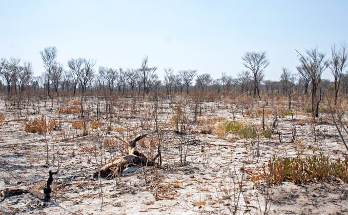 Burnt shrubs on sandy soil in a conservancy in Namibia | Credit: iStock