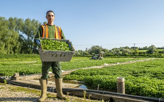 Young Farmer Focus - George Mathews: "Overseeing the day-to-day operations of a watercress farm is a truly rewarding job"