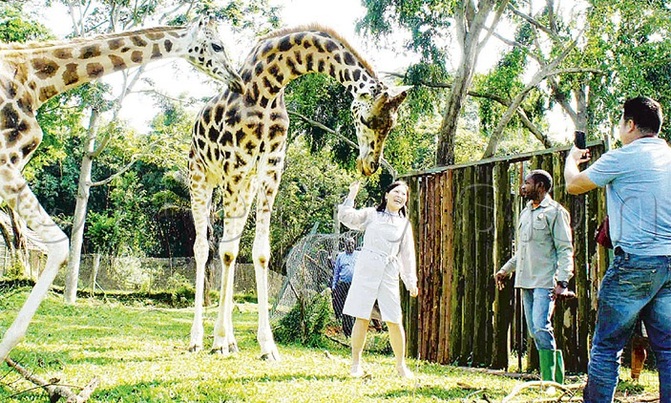 Tourists to be regulated as zoo re-opens Tourists to be regulated as zoo re-opens