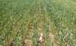 Brome grass herbicide resistance a real worry