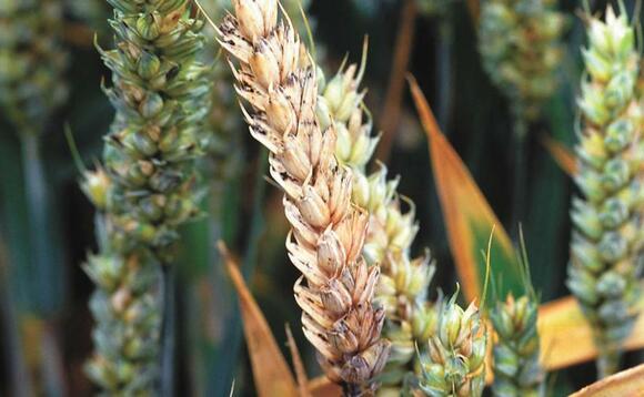 Watch out for fusarium head blight