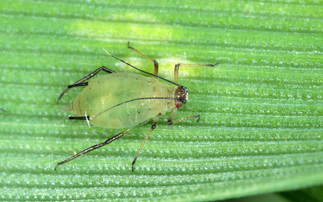 Biological control offers new hope in the fight against aphids