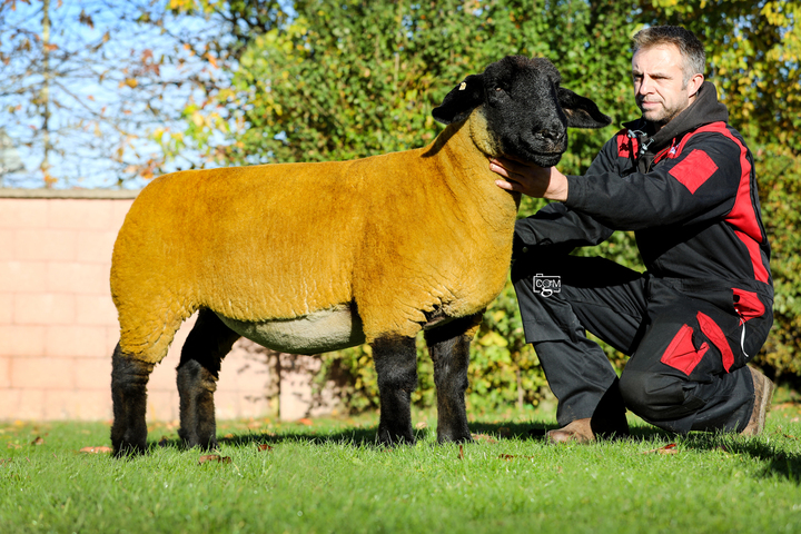 The champion a shearling ewe from the Roundacre flock