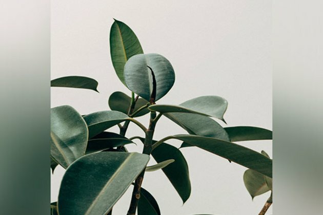 Plant study hints evolution may be predictable