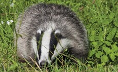 Call for rethink on badger cull