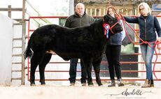 Sales round up: Sheepdogs at Skipton, show potential calves at Pateley Bridge, Blackface females at Lanark