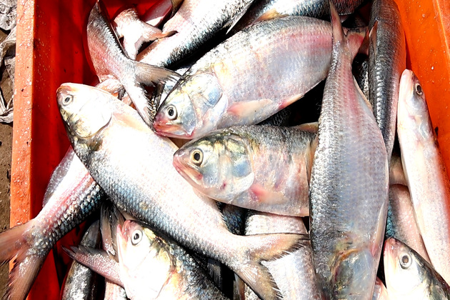 Gujarat's fish economy booms with rising output and record exports