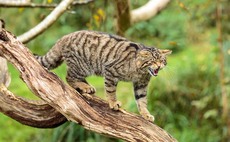 Ben Goldsmith's wildcat plans criticised