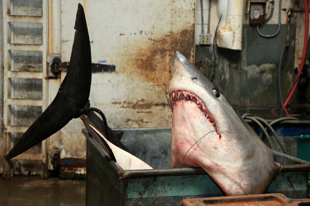 Extinction Bites: Countries Agree to Protect Sharks, Rays