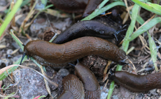 CropTec: New guide launched to inform on slug patches