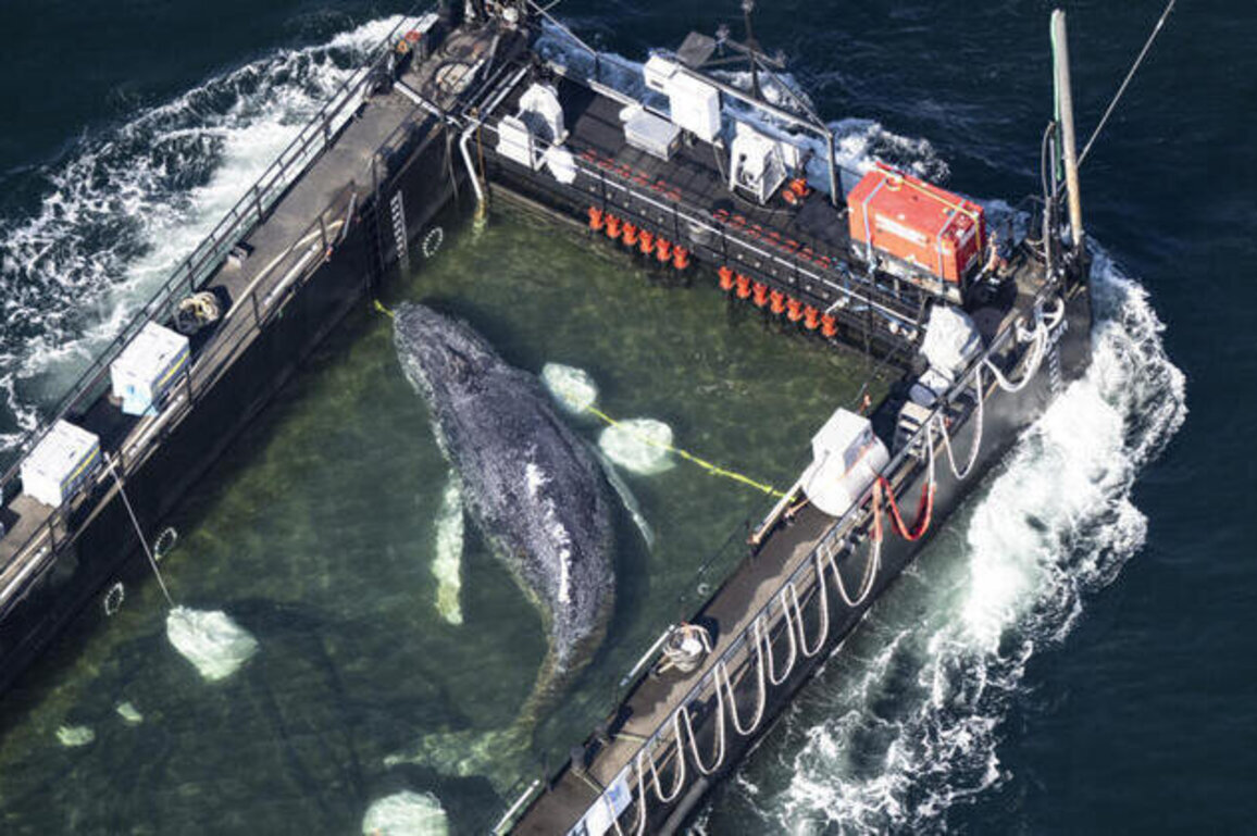 Humpback whale stranded in Germany released by barge into North Sea