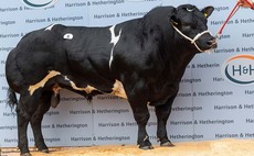 British Blues top at 18,00gns at Carlisle