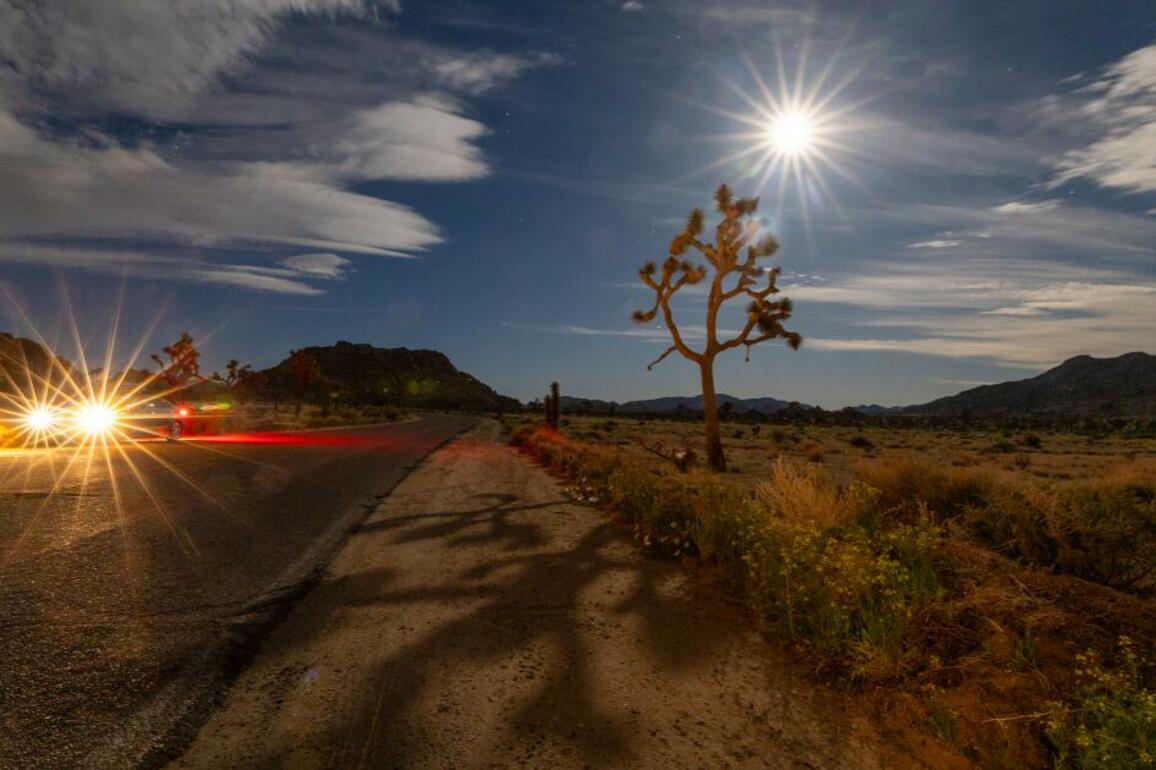 Wildfire burns Joshua trees in area park critical to species' survival