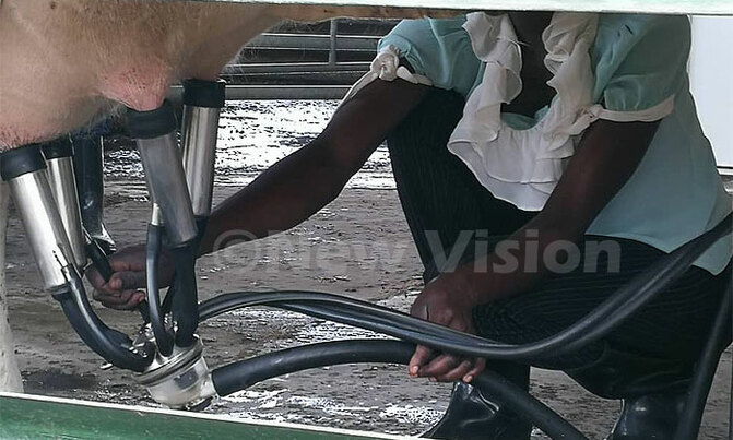 Uganda's leading farmer Tonny Kidega thriving Uganda's leading farmer Tonny Kidega thriving