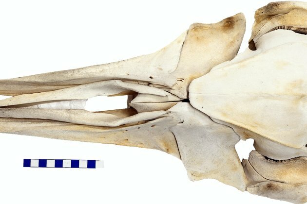 The true origins of the world&#039;s smallest and weirdest whale
