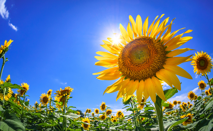 United Oilseeds is urging farmers to think about sunflowers