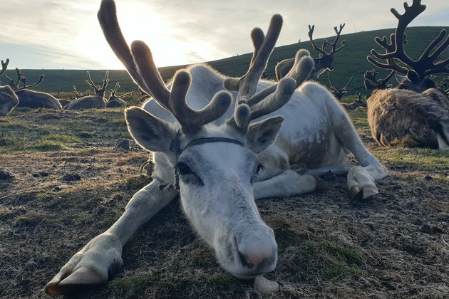 How reindeer eyes transform in winter to give them twilight vision