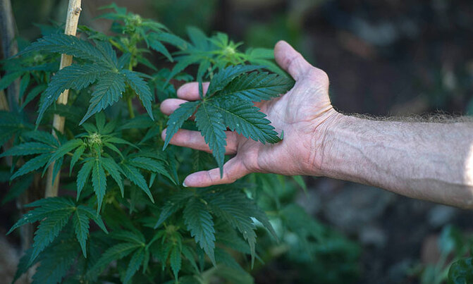 South Africa at cannabis crossroads South Africa at cannabis crossroads