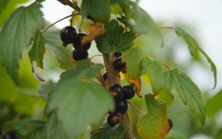 Ribena-maker pledges almost £1m help breed climate-resilient blackcurrants