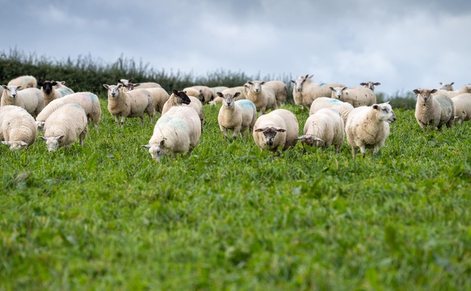Store lambs could be particularly vulnerable to bluetongue as they were likely to be moving around the country during the high vector period. Store lambs could be particularly vulnerable to bluetongue as they were likely to be moving around the country during the high vector period.