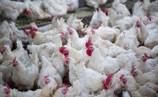 DCP agrees carve-out of Cargill's China poultry unit