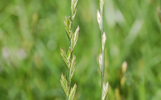 UK confirms first glyphosate-resistant weed found on Kent farm